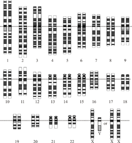 The Human Genome Project